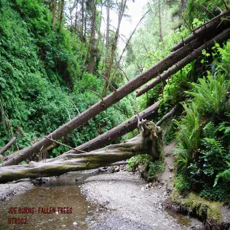 Fallen Trees by Joe Burns