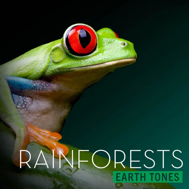 Earth Tones: Rainforests