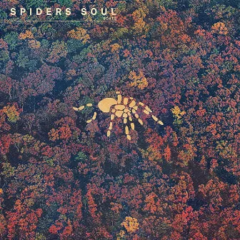 Spiders Soul by Boats