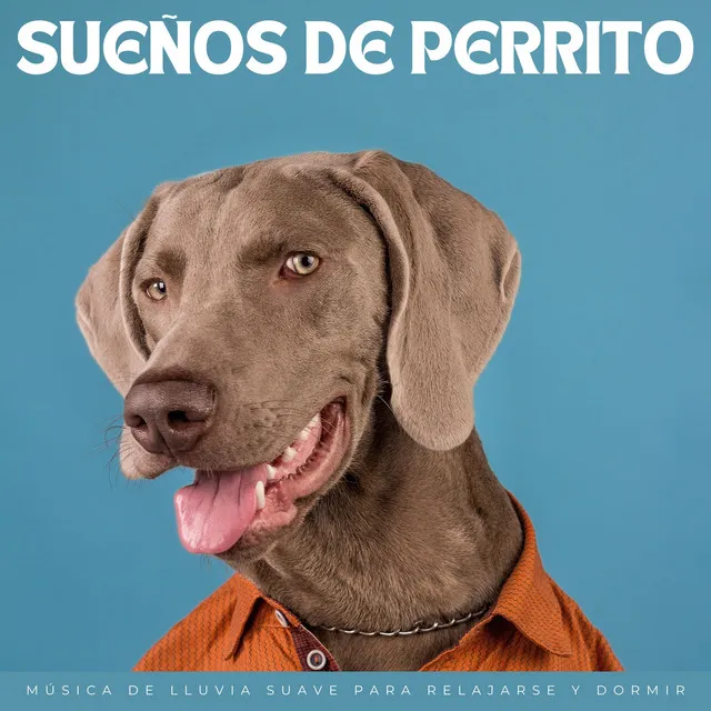 Sueños De Perrito: Música De Lluvia Suave Para Relajarse Y Dormir