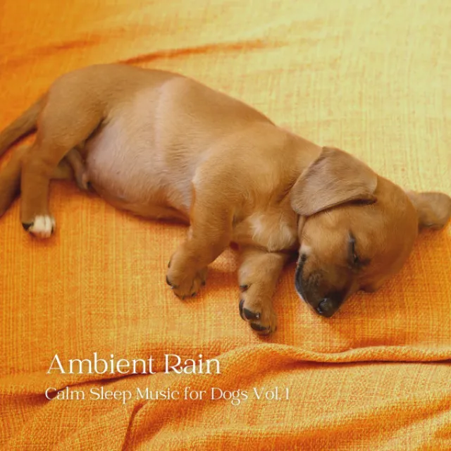 Ambient Rain: Calm Sleep Music for Dogs Vol. 1