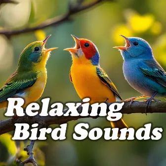 Relaxing Bird Sounds by Relaxing Bird Sounds