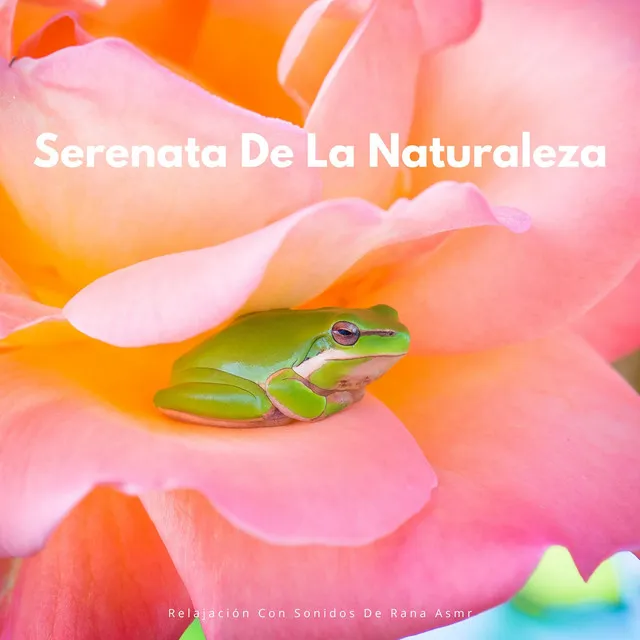 Serenata De La Naturaleza: Relajación Con Sonidos De Rana ASMR