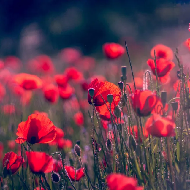 Field of Roses