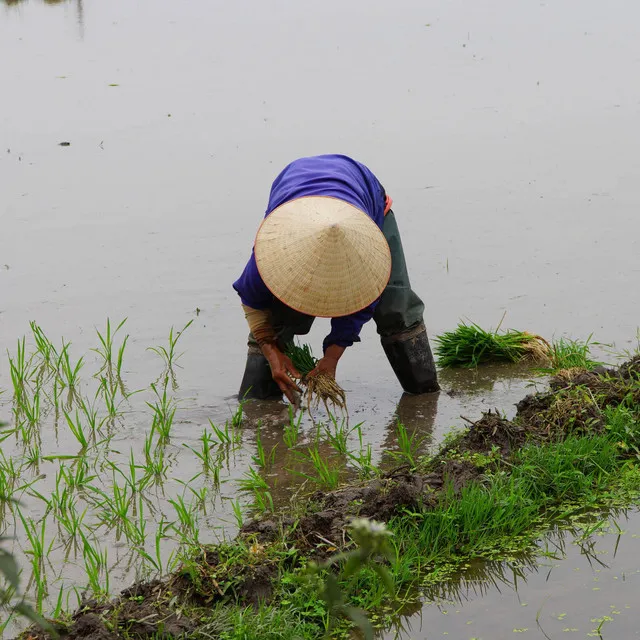 Workday Symphony: Rain and Binaural Bliss for Professionalism