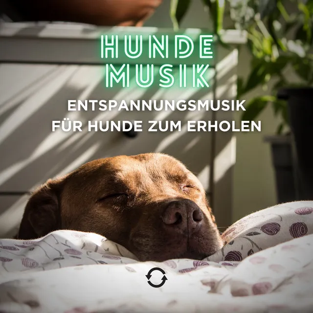 Entspannungsmusik für Hunde zum Erholen