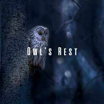 Owl's Rest: Nighttime Harmonies for Peaceful Sleep by Tibetan Bowls