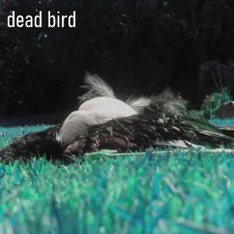 Dead Bird by Ben Pisacane