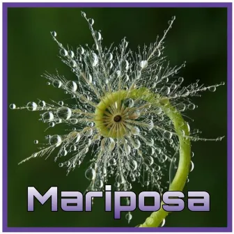 Mariposa by Etnica project