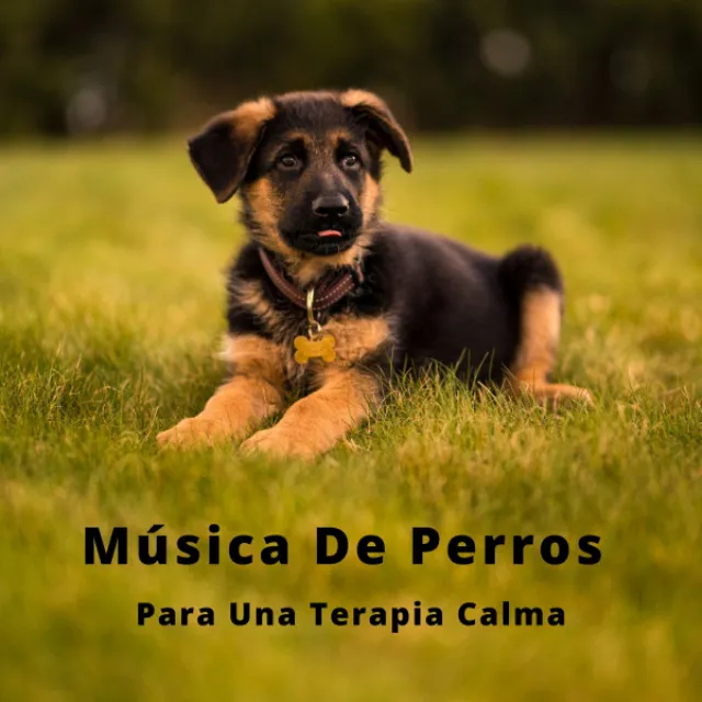 Música De Perros Para Una Terapia Calma