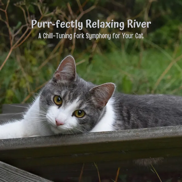 Purr-fectly Relaxing River: A Chill-Tuning Fork Symphony for Your Cat