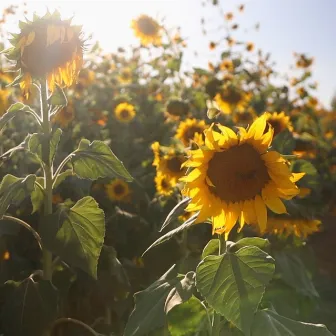 Sunflowers by Spencer Boliou