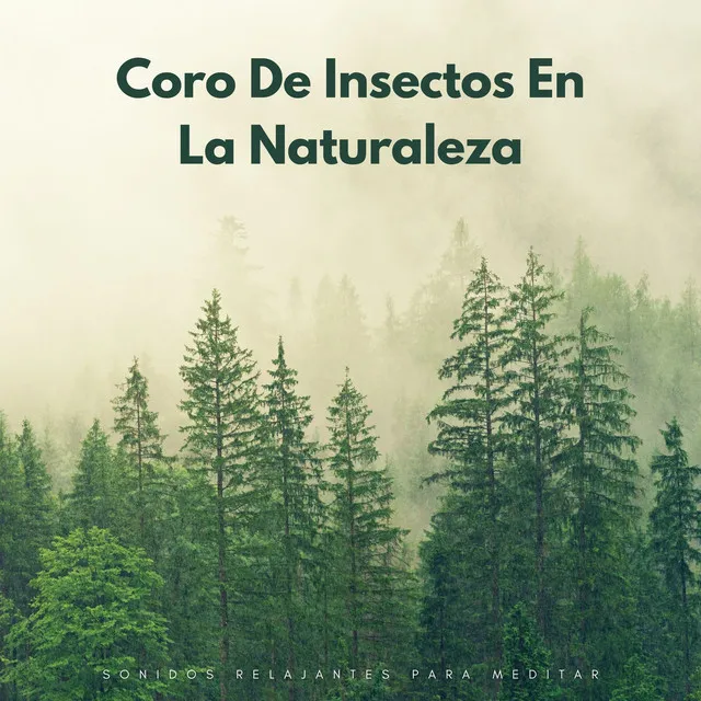 Conjunto Relajante De Insectos