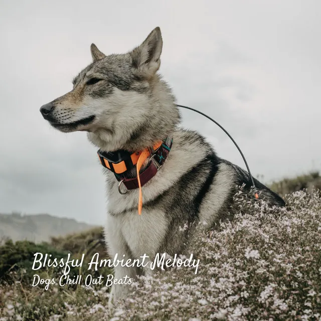 Blissful Ambient Melody: Dogs Chill Out Beats