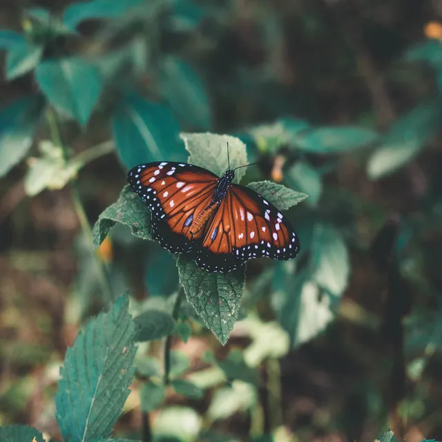 Butterflies