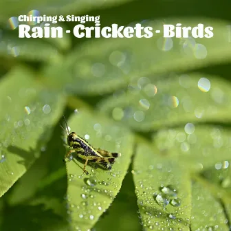 Rain - Crickets - Birds by Chirping & Singing