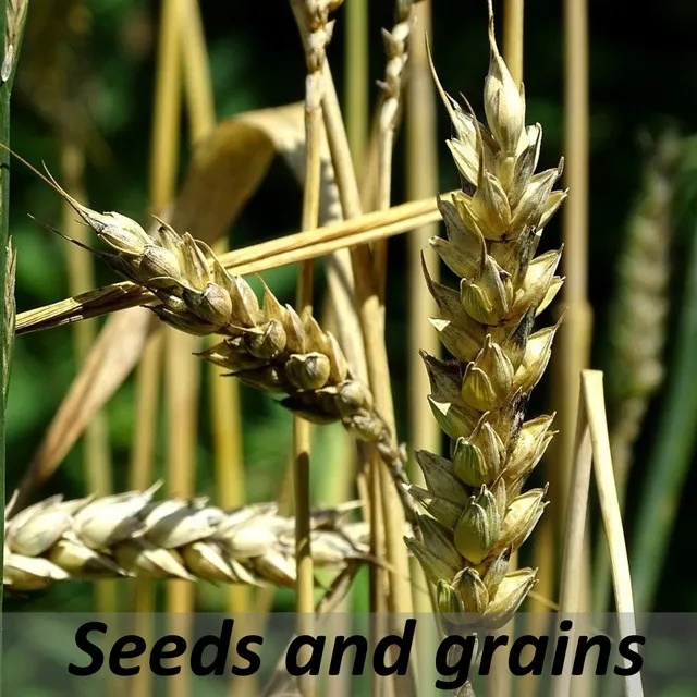 Seeds and grains