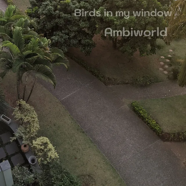 Birds in My Window