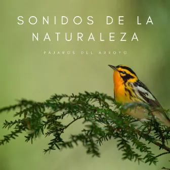 Sonidos De La Naturaleza: Pájaros Del Arroyo by Sonidos Naturales del Pajaro