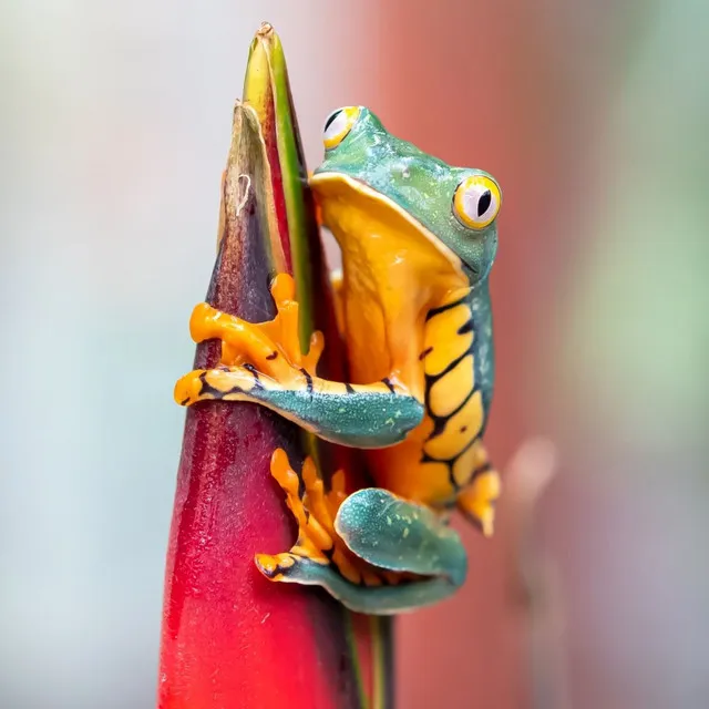 Frog Serenade: Melodies for Transcendent Meditation