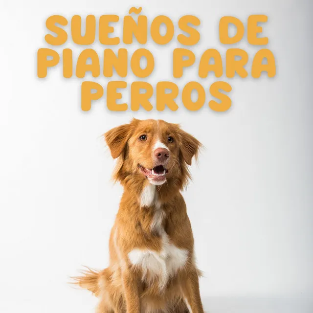 Sueños De Piano Para Perros