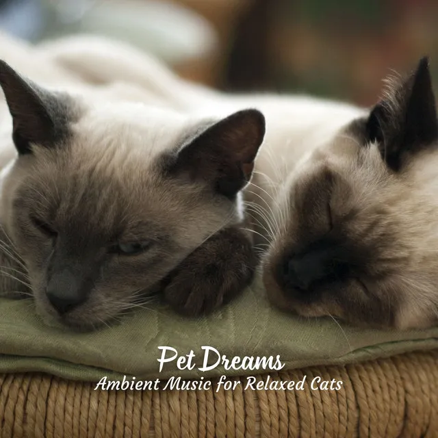 Pet Dreams: Ambient Music for Relaxed Cats