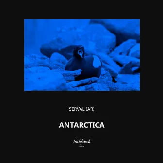 Antarctica by Serval (AR)