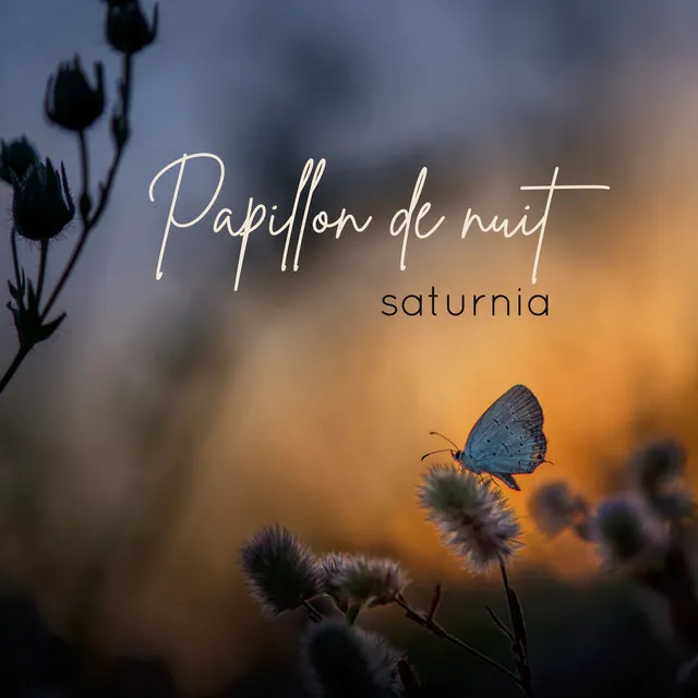 Papillon de nuit