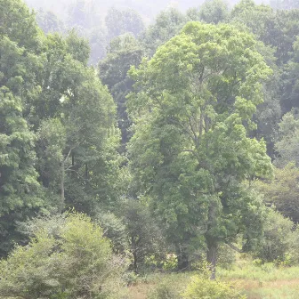 Summertrees by Michael Gogins