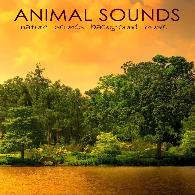 Birds (Nature Music)