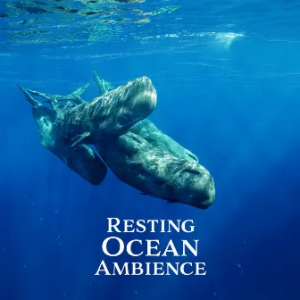 Resting Ocean Ambience – Underwater Sperm Whale Sound To Deep Sleep by Animal Lovers