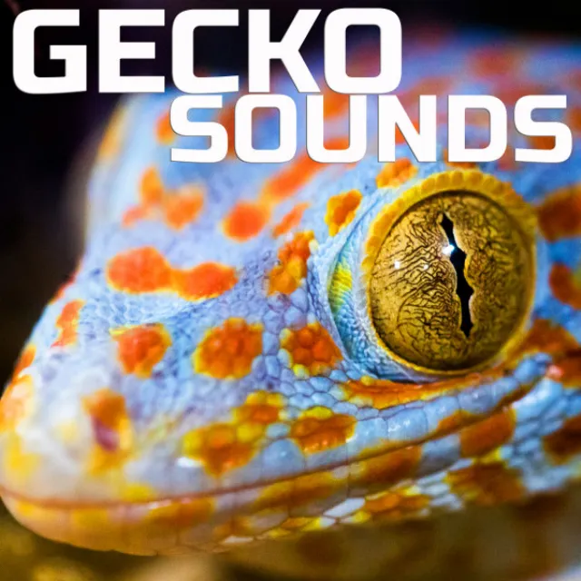 Gecko Soundscapes