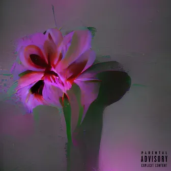 flower bloomed in a dark room (DELUXE) by TMPO