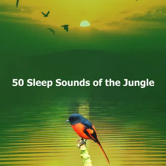 50 Sleep Sounds of the Jungle by Night Nature Sounds