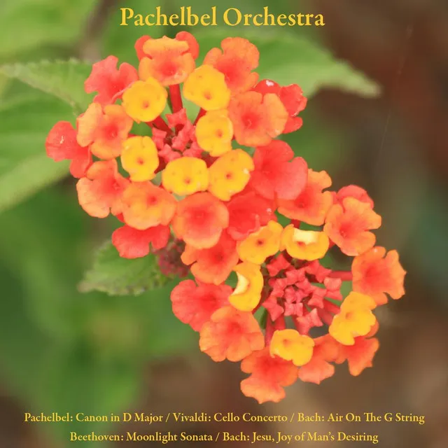 Air On The G String, from Orchestral Suite No. 3 in D Major, BWV 1068