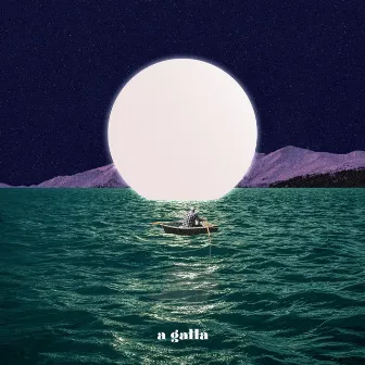 A galla by Protoelle