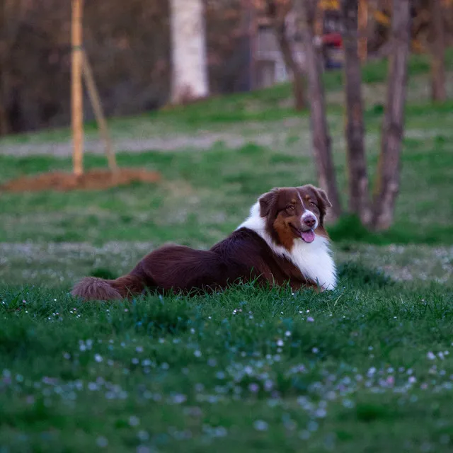 Gentle Chill for Dogs