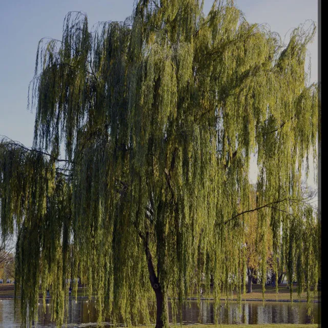 WEEPING WILLow