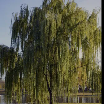 WEEPING WILLow by Lavay Cole