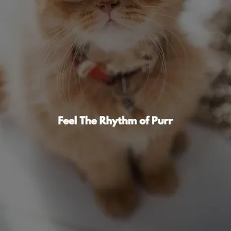 Feel The Rhythm of Purr by Unknown Artist