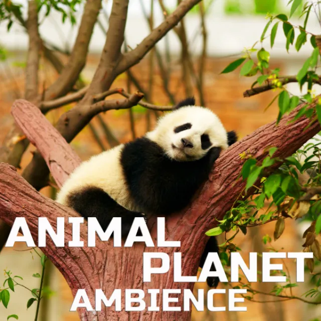 Animal Planet Ambience