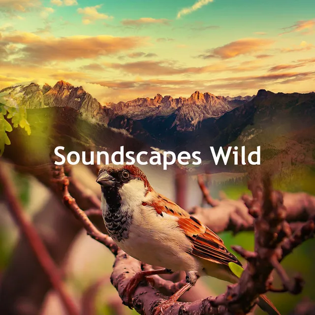 Soundscapes Wild