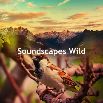 Soundscapes Wild by Sounds of the Forest