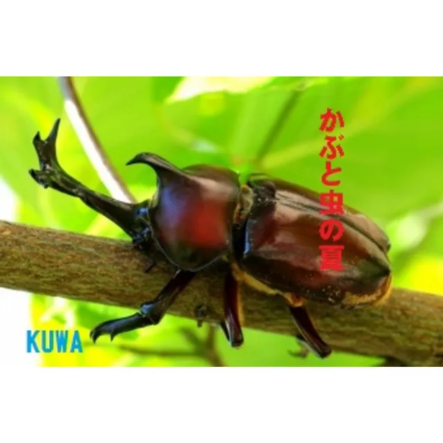 かぶと虫の夏(Beetle summer)