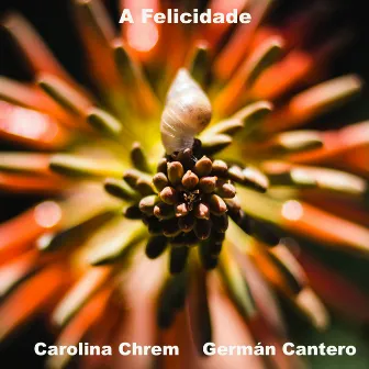 A Felicidade by Carolina Chrem