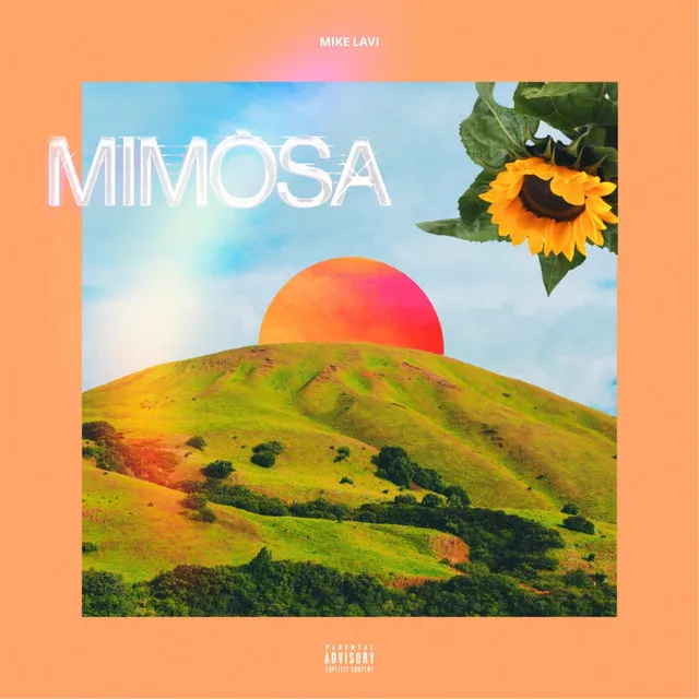 Mimosa