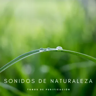 Sonidos De Naturaleza: Tonos De Purificación by Musica para Dormir Momentos