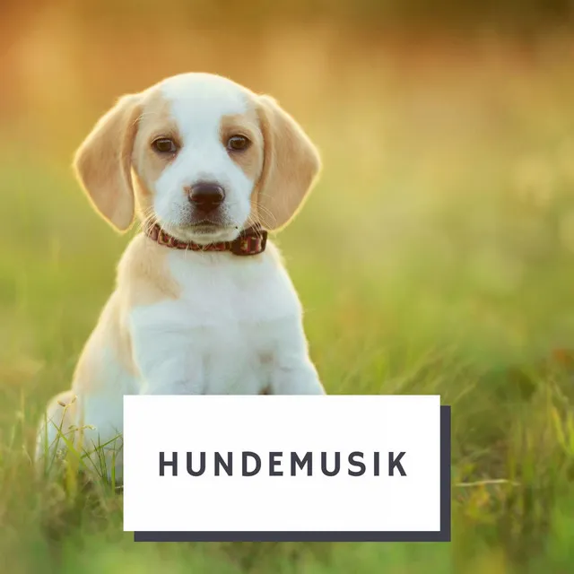 Musik Entworfen Für Hunde