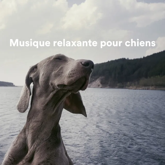 Musique relaxante pour chiens