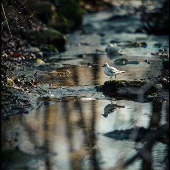 Serene Binaural Sleep Soundscape with Nature Creek and Birds by Chilled Beats Collective